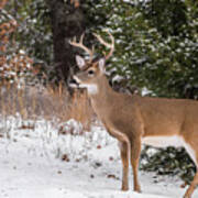 White-tailed Deer - 8904 Poster