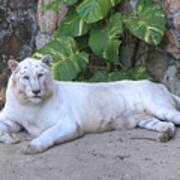 White Tiger Poster