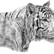 White Tiger Poster