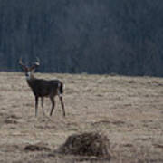 Whitetail Buck In Field Looking Back Poster