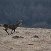 Whitetail Buck Running In A Field Poster
