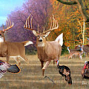 Whitetail Deer Art Print - Field Of Dreams Poster