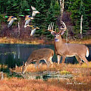 Whitetail Deer Art Squares - Deer Lake Poster