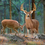Whitetail Deer Art Squares - Forest Deer Poster