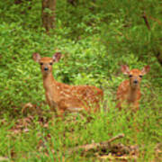 Whitetail Fawn Twins Poster