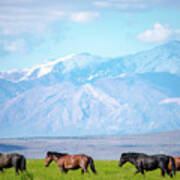 Wild American Mustangs Poster