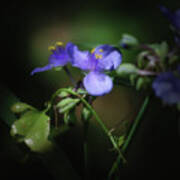 Wild Flowers In Purple Poster