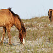 Wild Horses Of The Southern Outer Banks Of North Carolina Poster