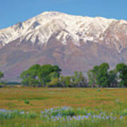 Wild Irises And Mount Tom In Eastern Sierra, California Poster