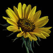 Wild Sunflower Poster