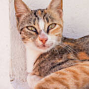 Wild Tabby Cat, Fira, Santorini, Greece Poster