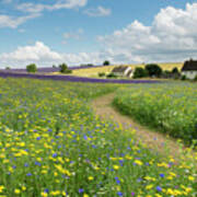 Wildflower Meadow At Snowshill Lavender Farm Poster