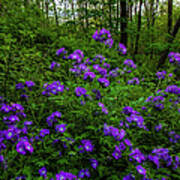 Wildflowers On A Country Backroad Poster