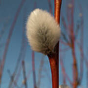 Willow Catkin Poster