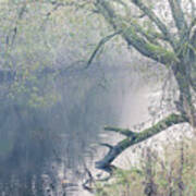 Willow Tree Overhanging The River On A Misty Day Poster