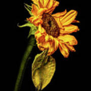 Wilting Sunflower #5 Poster