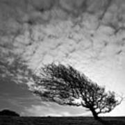 Windswept Blackthorn Tree In Winter Poster