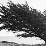 Windswept Coastal Tree Poster