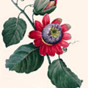 Winged-stem Passion Flower By P.j. Redoute Poster