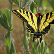 Wings Open Western Tiger Swallowtail Poster