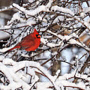 Winter Cardinal Poster