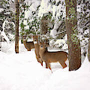 Winter Deer In The Woods Poster
