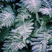 Winter Ferns Poster