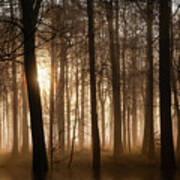 Winter Forest At Sunrise With Mist And Fog Poster
