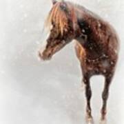 Winter Mustang Poster