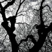 Winter Tree Sillhouette Poster