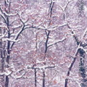 Winter Trees, Burghausen Poster