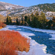 Winter Willows- Colorado Poster