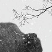 Winter Wood Bison Poster