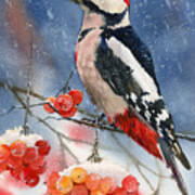 Winter Woodpecker Poster