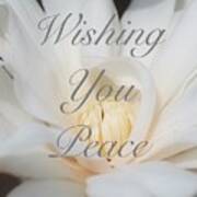 Wishing You Peace Magnolia Card Poster