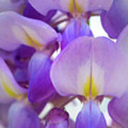 Wisteria Close Up Poster