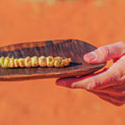 Witchetty Grub Bush Tucker Poster