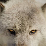 Wolf Eyes Animal / Wildlife Photograph Poster
