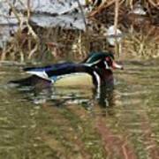 Wood Duck Poster