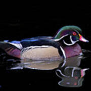 Tranquil Wood Duck Poster