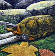 Wood Turtle Poster