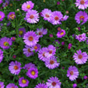 Wood's Pink Aster Poster
