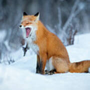 Yawning Red Fox Sitting In Snow Poster