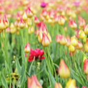 Yellow And Pink Tulips Poster