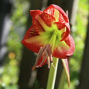 Yellow And Red Amaryllis Poster