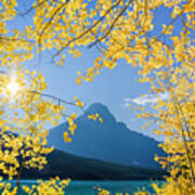 Yellow Aspen Leaves, Banff National Park Poster