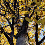 Yellow Aspen Looking Up Poster