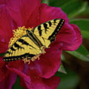 Yellow Butterfly On Red Flower Poster