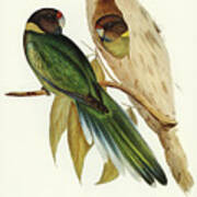 Yellow-collared Parakeet Poster