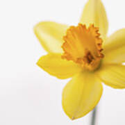Yellow Daffodil Poster